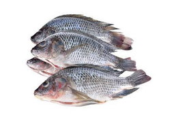 Tilapia Fish (Engege)