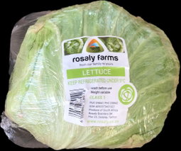 Lettuce-Iceberg