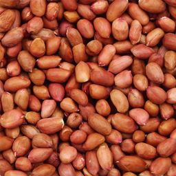 Giant Redskin Peanuts