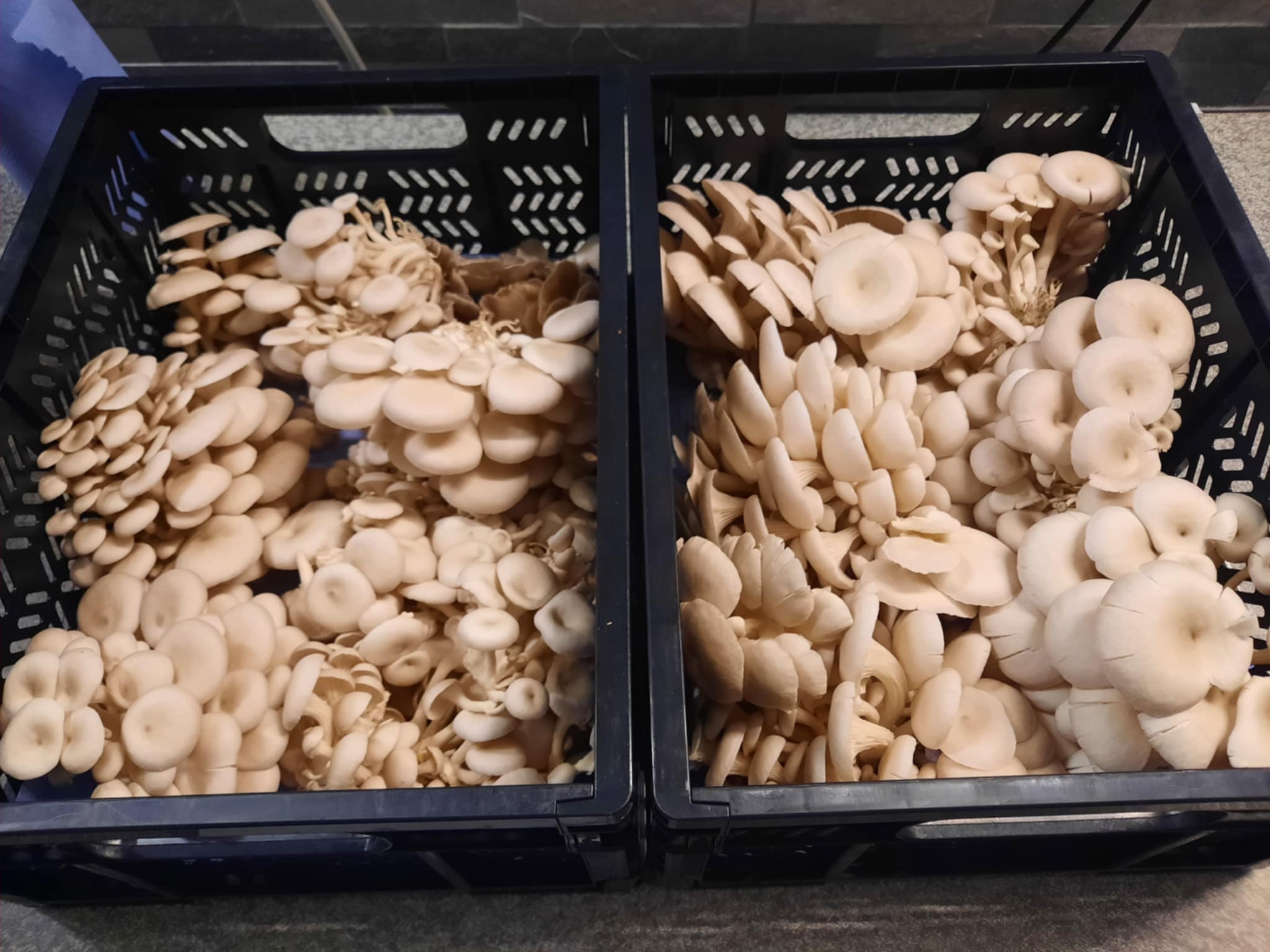 Florida Oyster - Wholesale (1kg)
