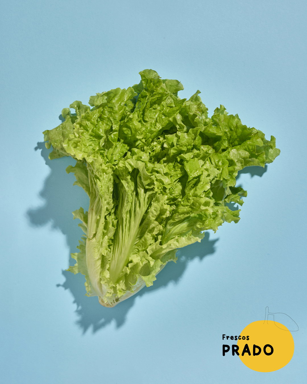 Lechuga Criolla
