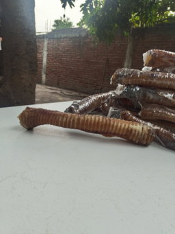 Tráquea 🐮