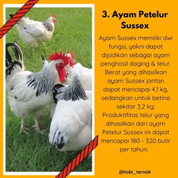 Indukan Ayam