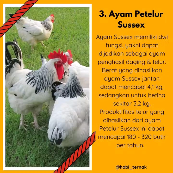 Indukan Ayam_5