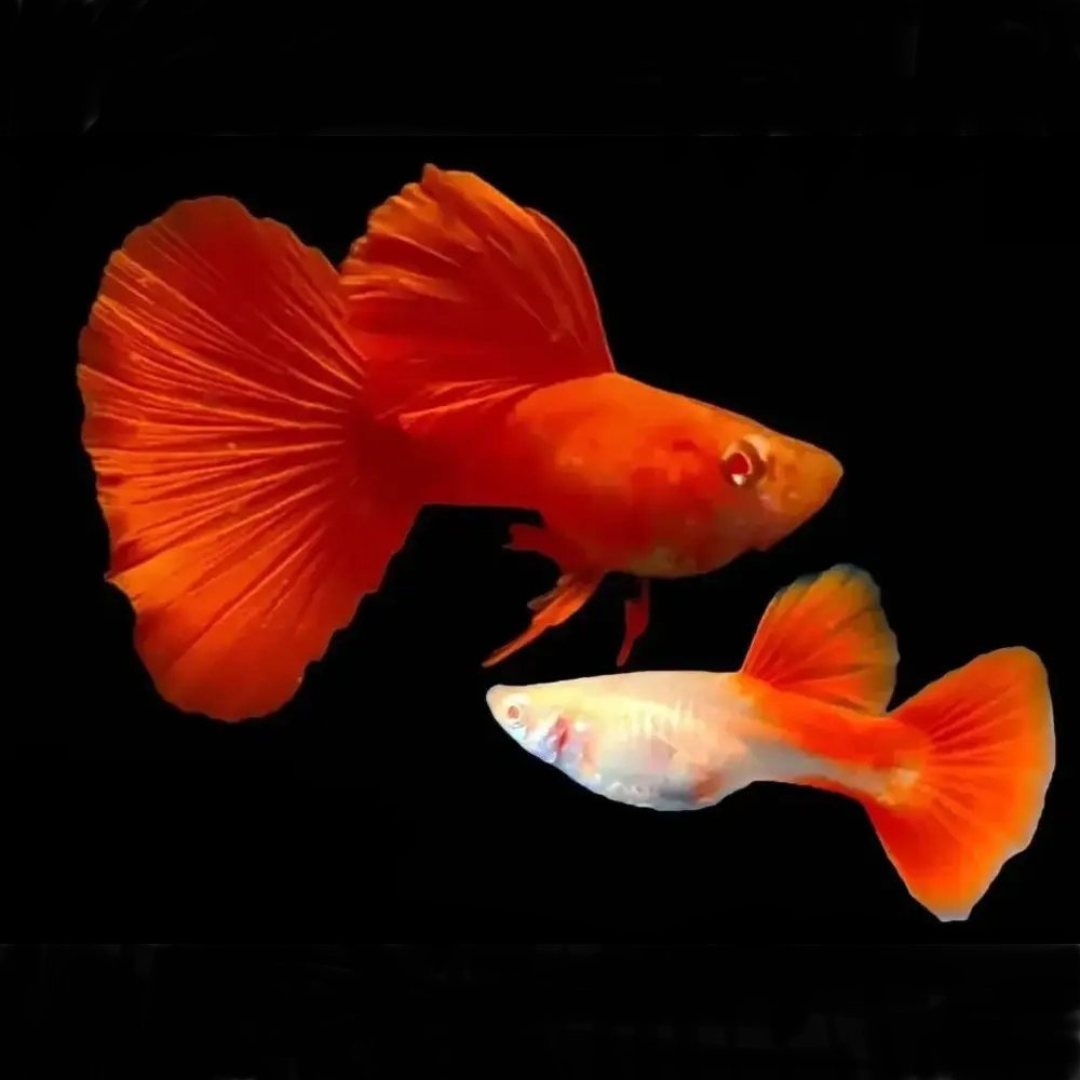 Full Red Albino Guppy