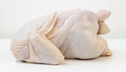 Broiler Chicken