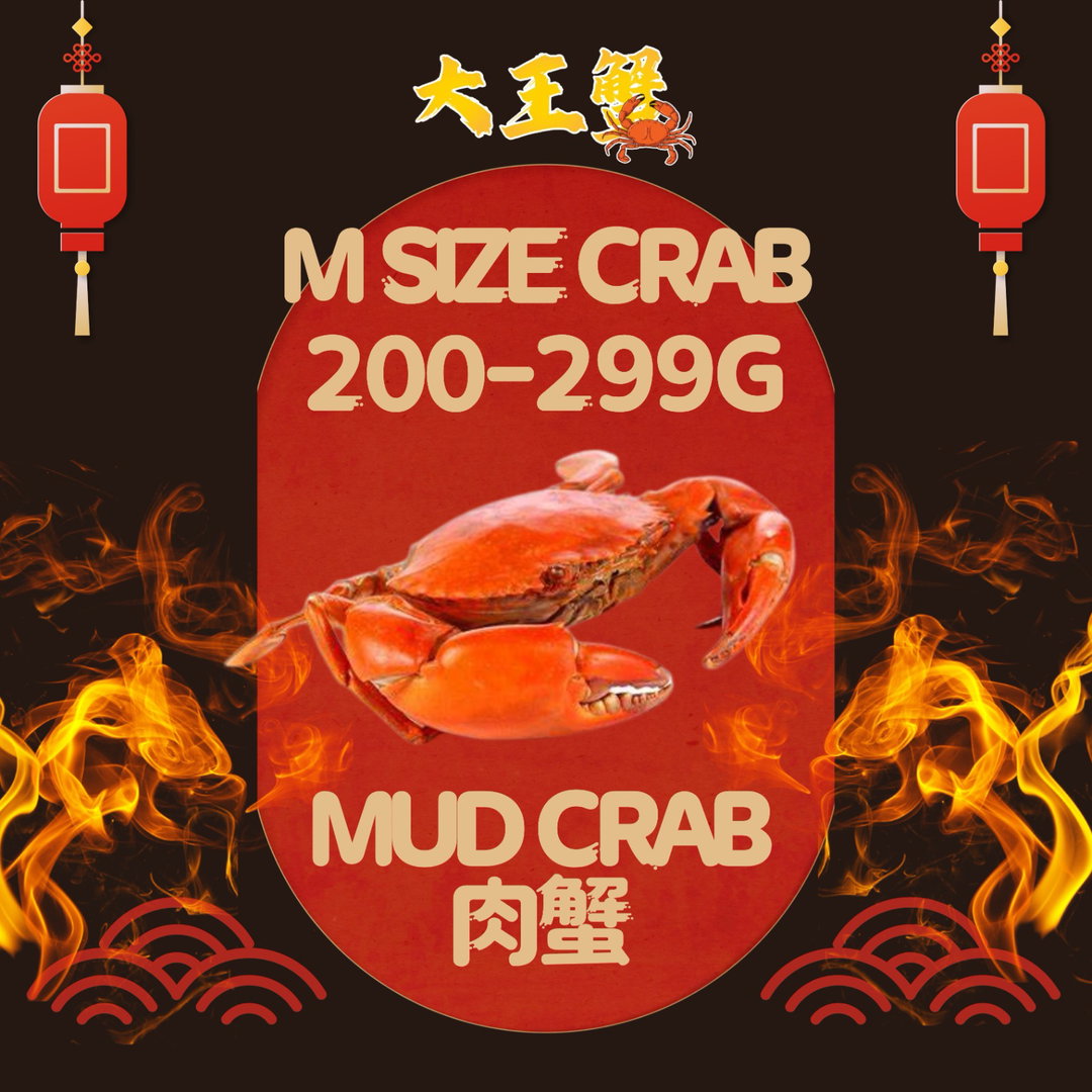 M SIZE 肉蟹 x 5只PCS (200-299G) 