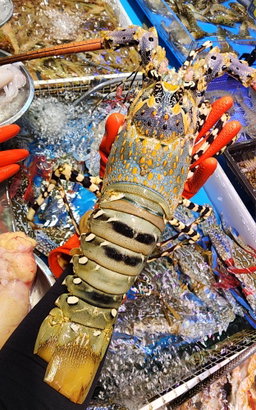 本地花龍蝦🦞（隻）（約14兩 - 1斤）