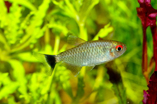 Red Eye Tetra_0