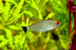 Red Eye Tetra