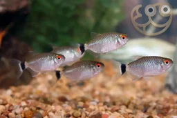 Red Eye Tetra
