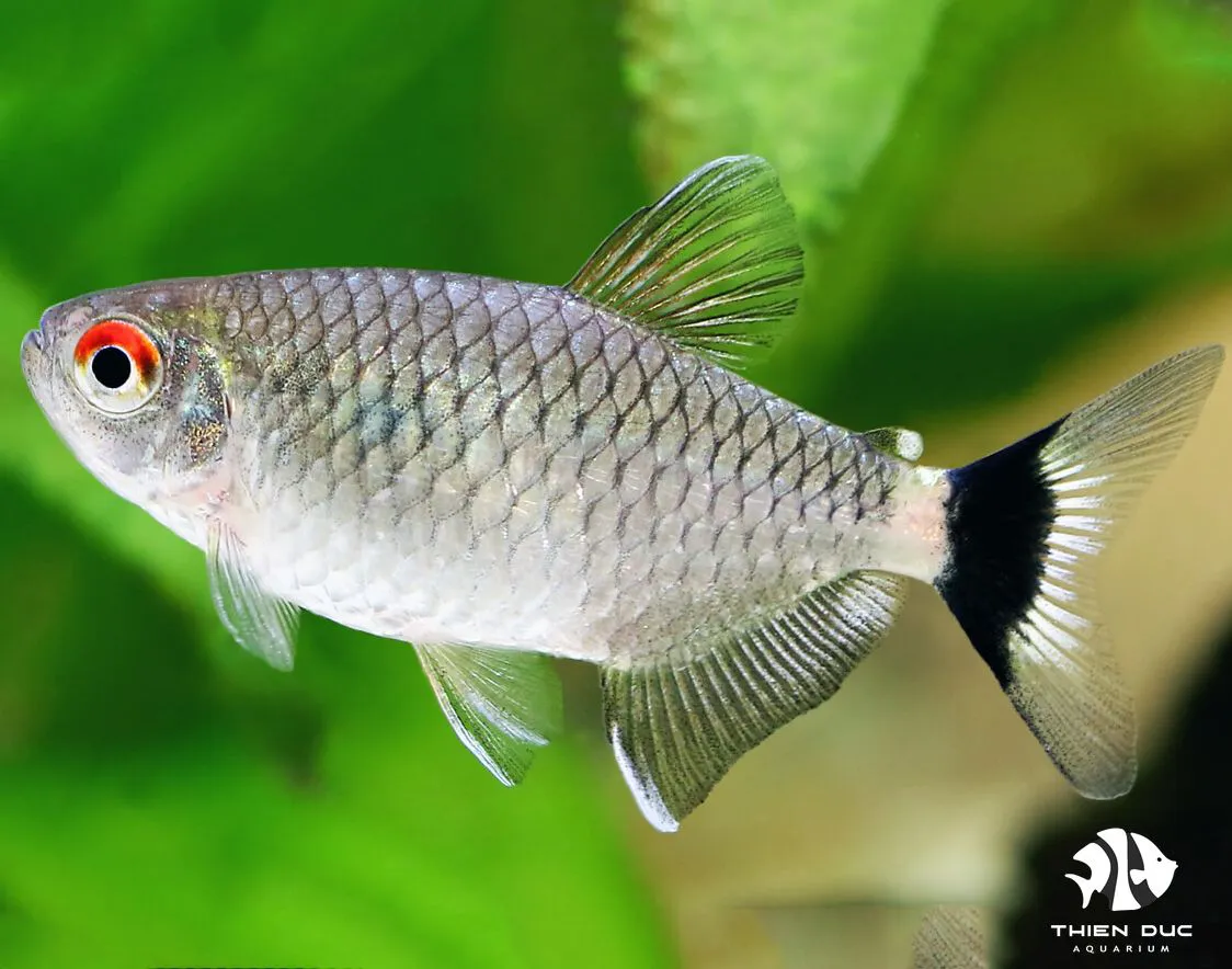 Red Eye Tetra_1