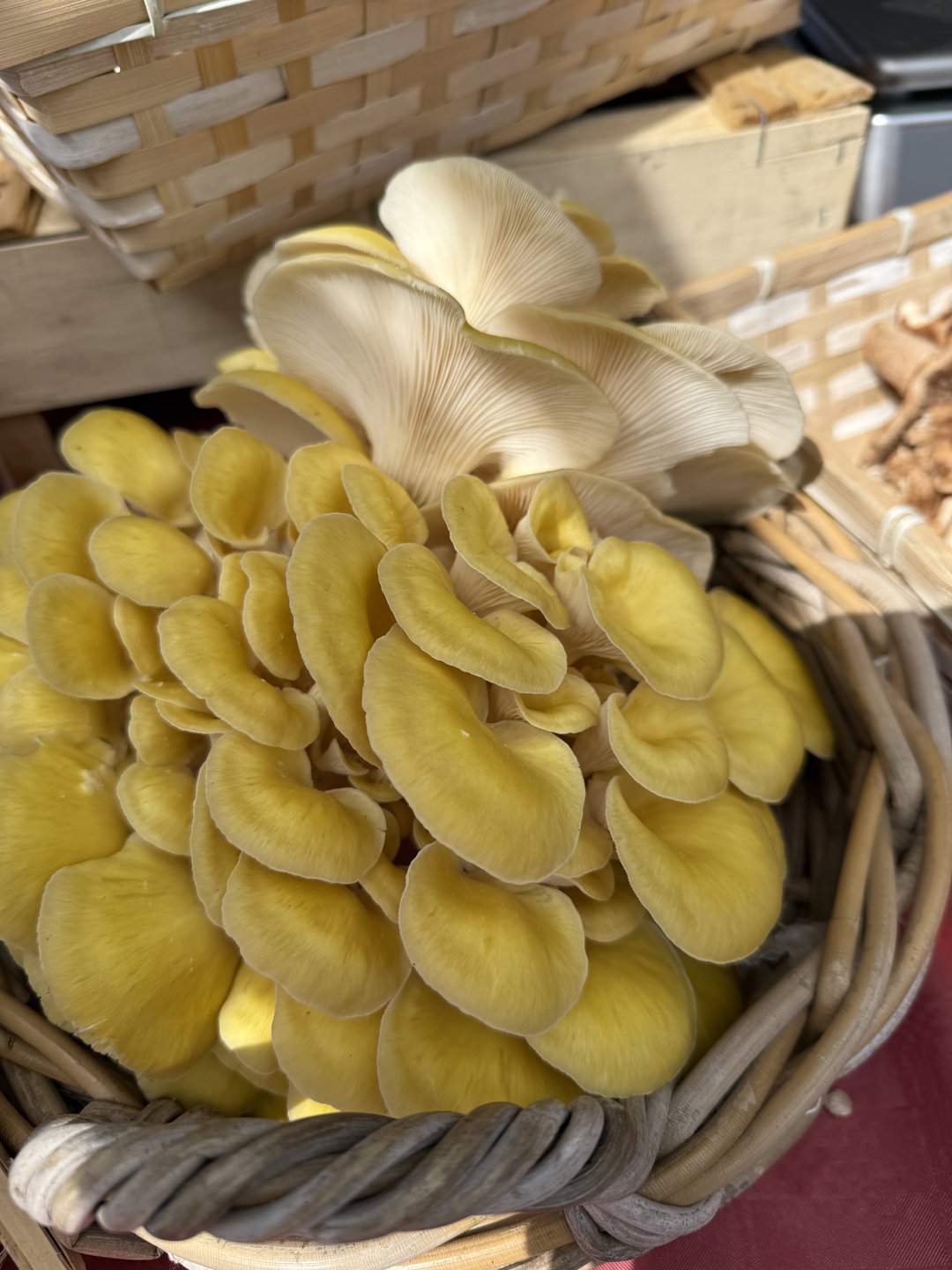 Mushroom grow kit