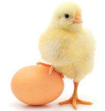 Anirita broilers