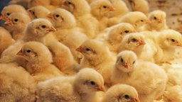 Arvine broilers