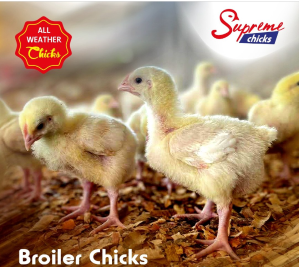 Supreme broilers