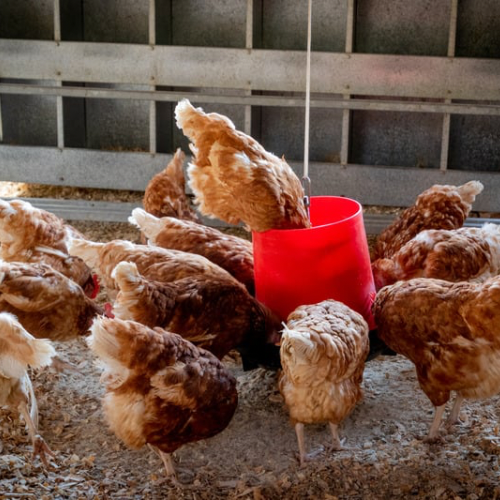 Poulet Pondeuses 🐓 _3