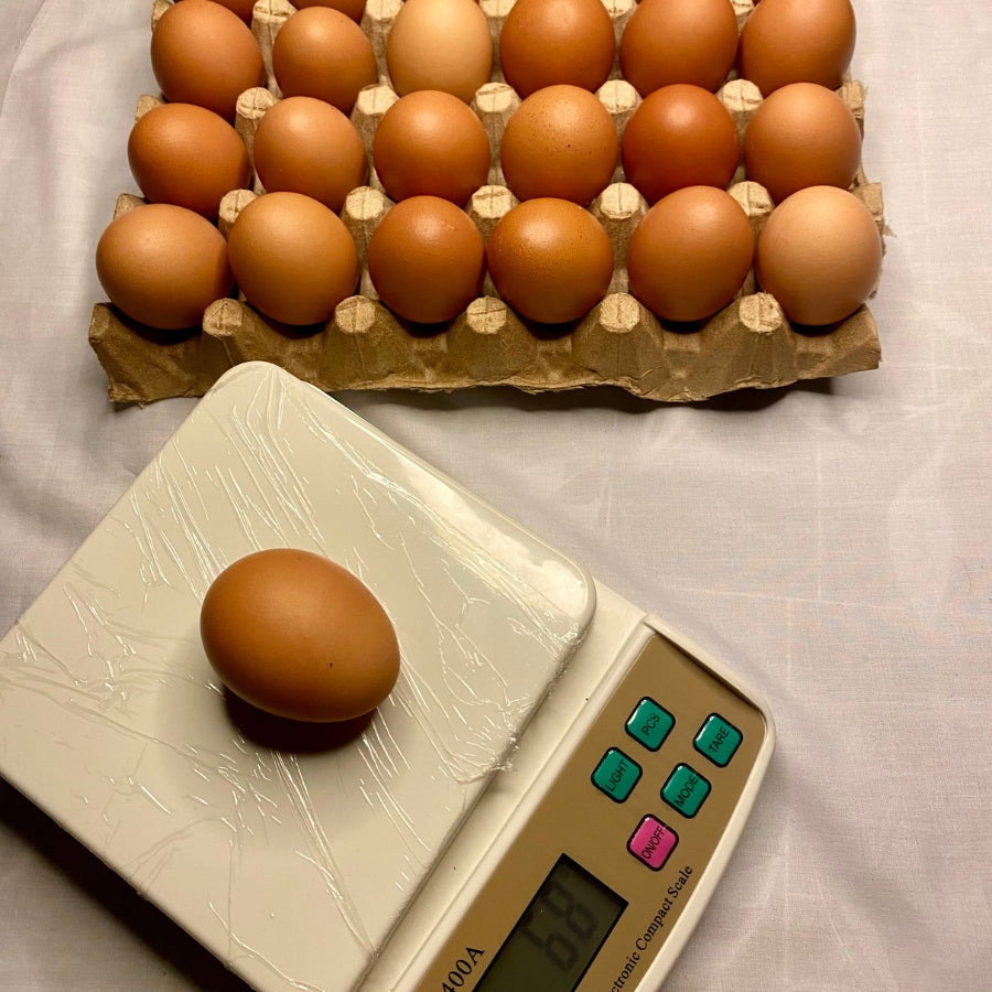 Plaquette d’œuf frais 🥚 🍳 _1