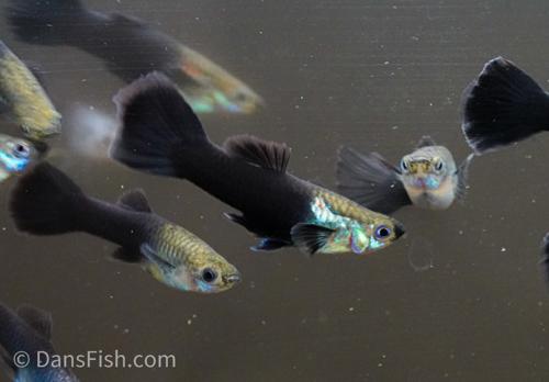Black Tuxedo Guppy_1