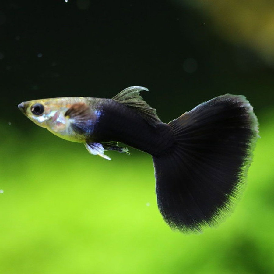 Black Tuxedo Guppy_0
