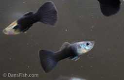 Black Tuxedo Guppy