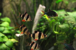 Tiger Barbs