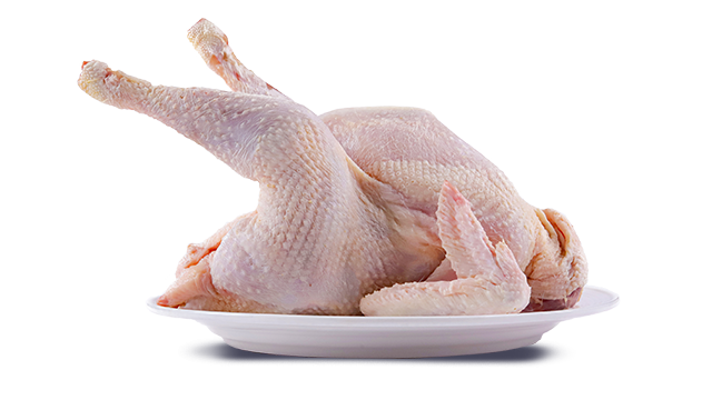 Poulet Coquelet  🐔 _0
