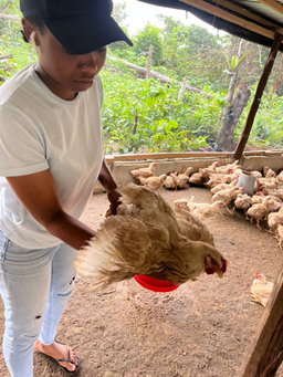 Poulets léger  🐓 