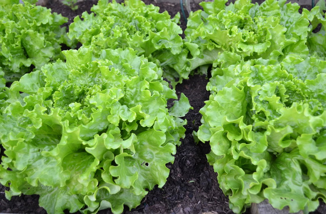 Salade ( laitue 🥬 )_2