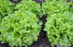 Salade ( laitue 🥬 )