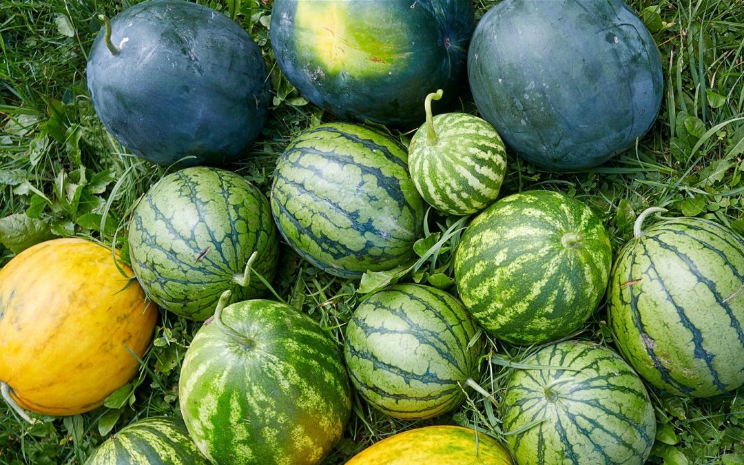 Watermelon 1 pc_0