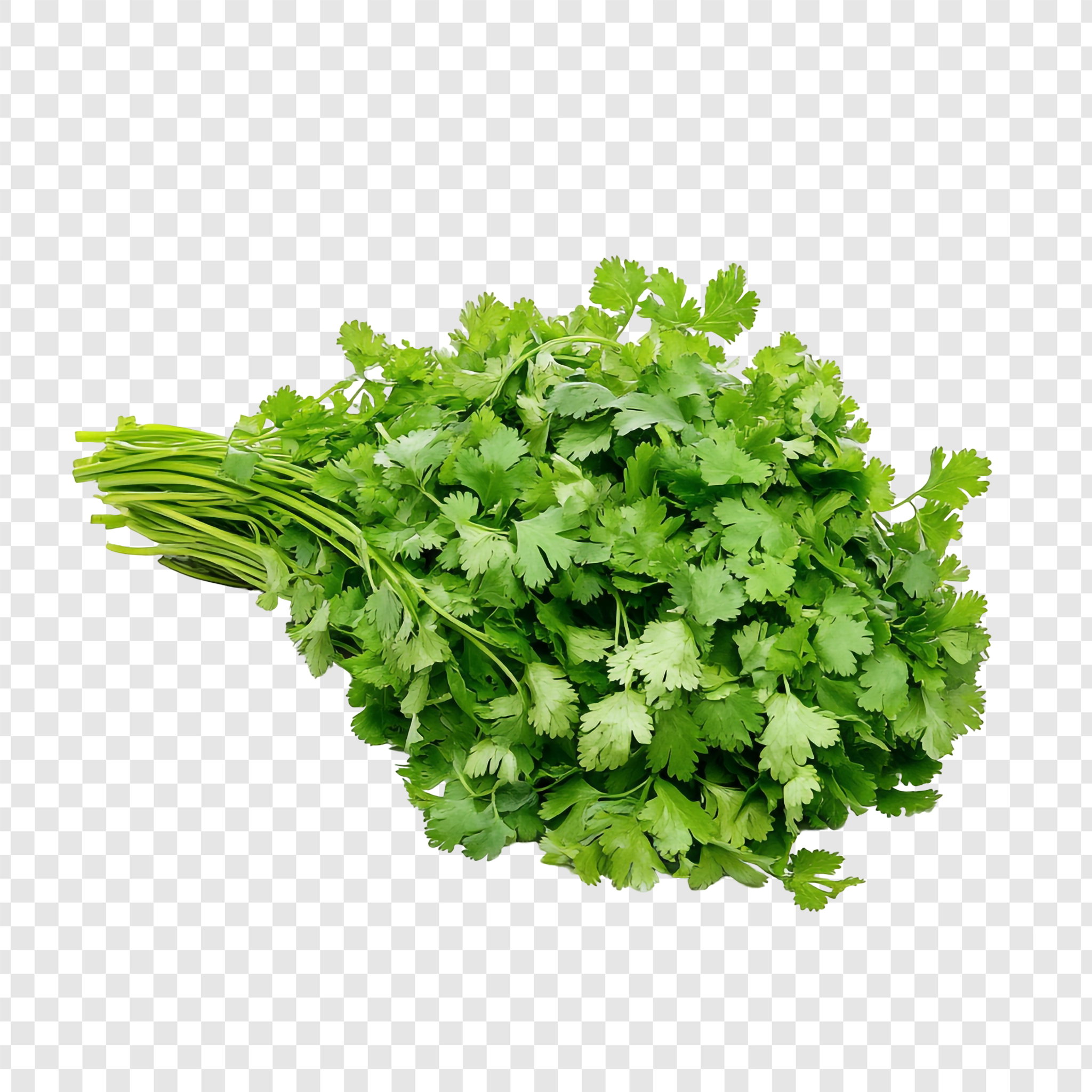 Coriander bunch large_0