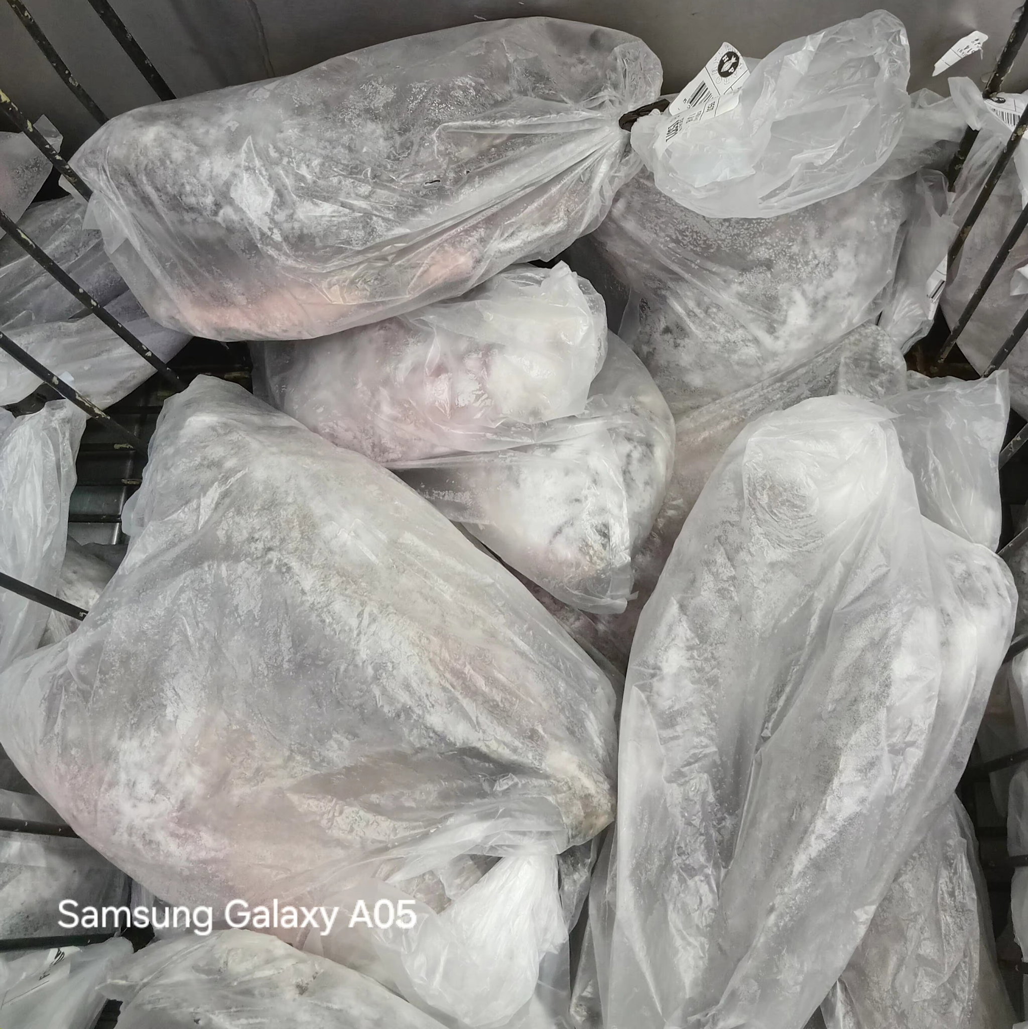 Tilapia 500-800 G.M 1kg_0