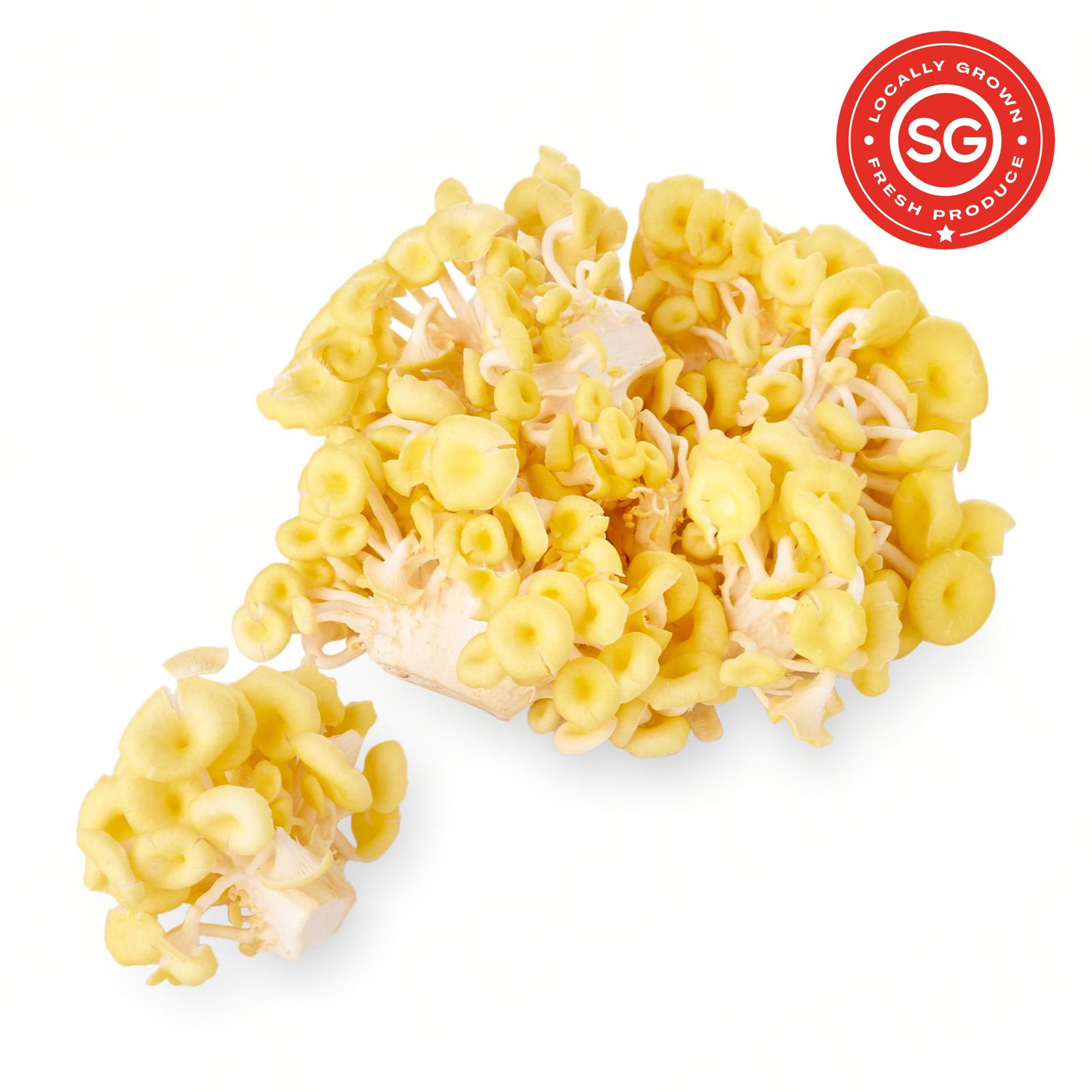 SG Fresh Golden Oyster Mushroom 金蚝菇_0