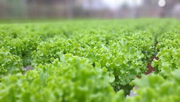 Lettuce
