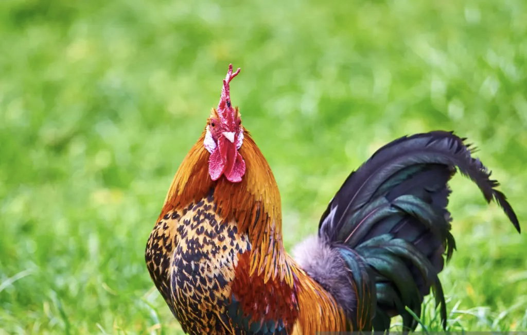 Poules hybrides
