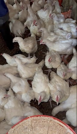 Poulet de chair