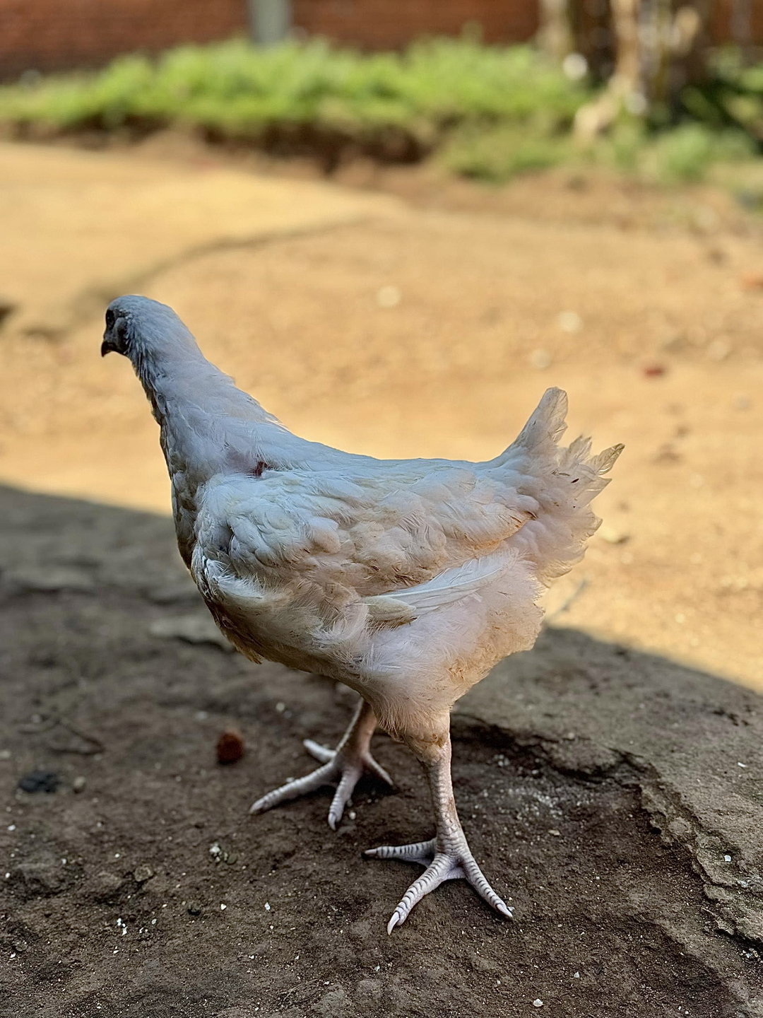 Poulet de chair