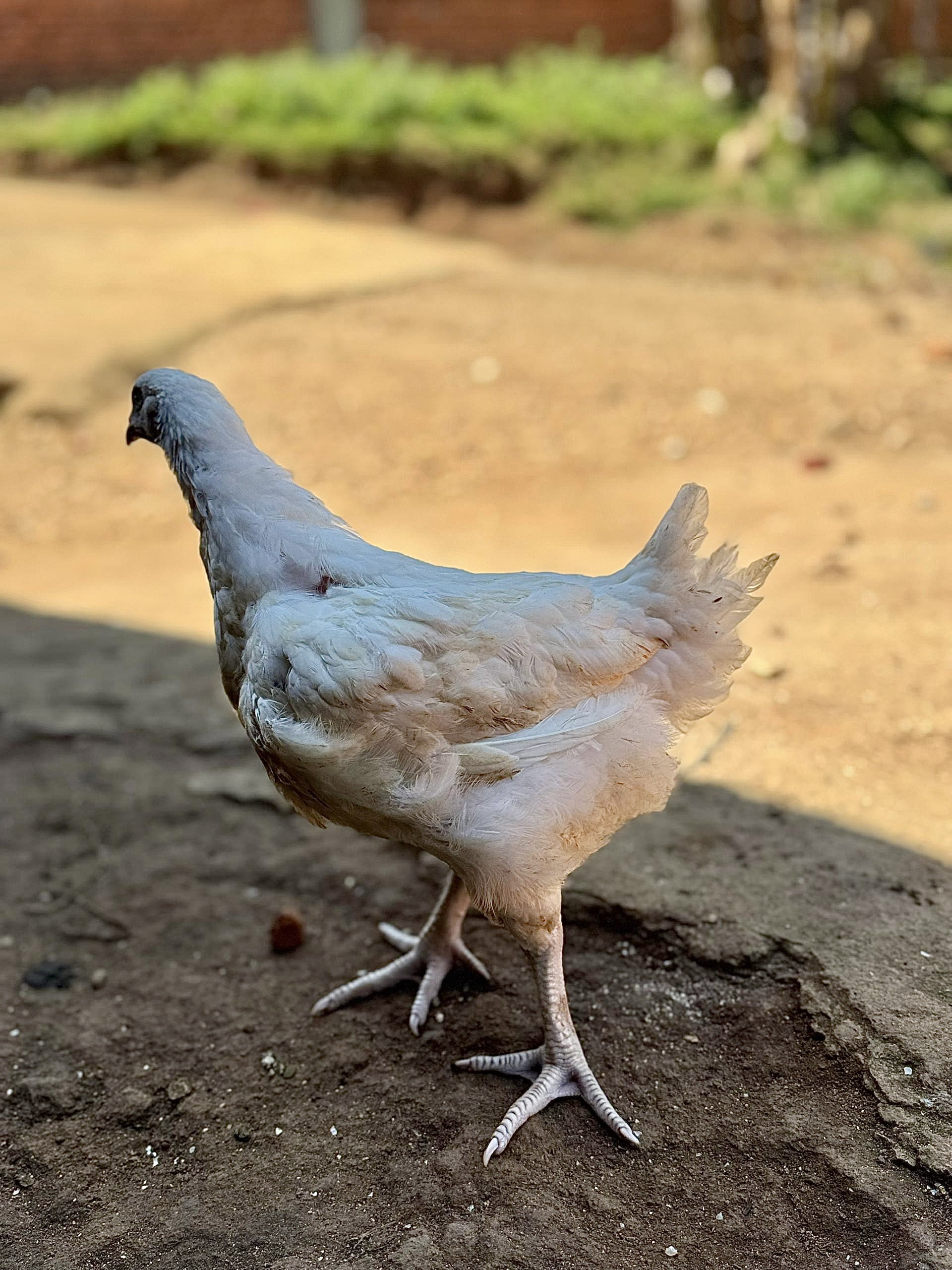 Poulet de chair_0