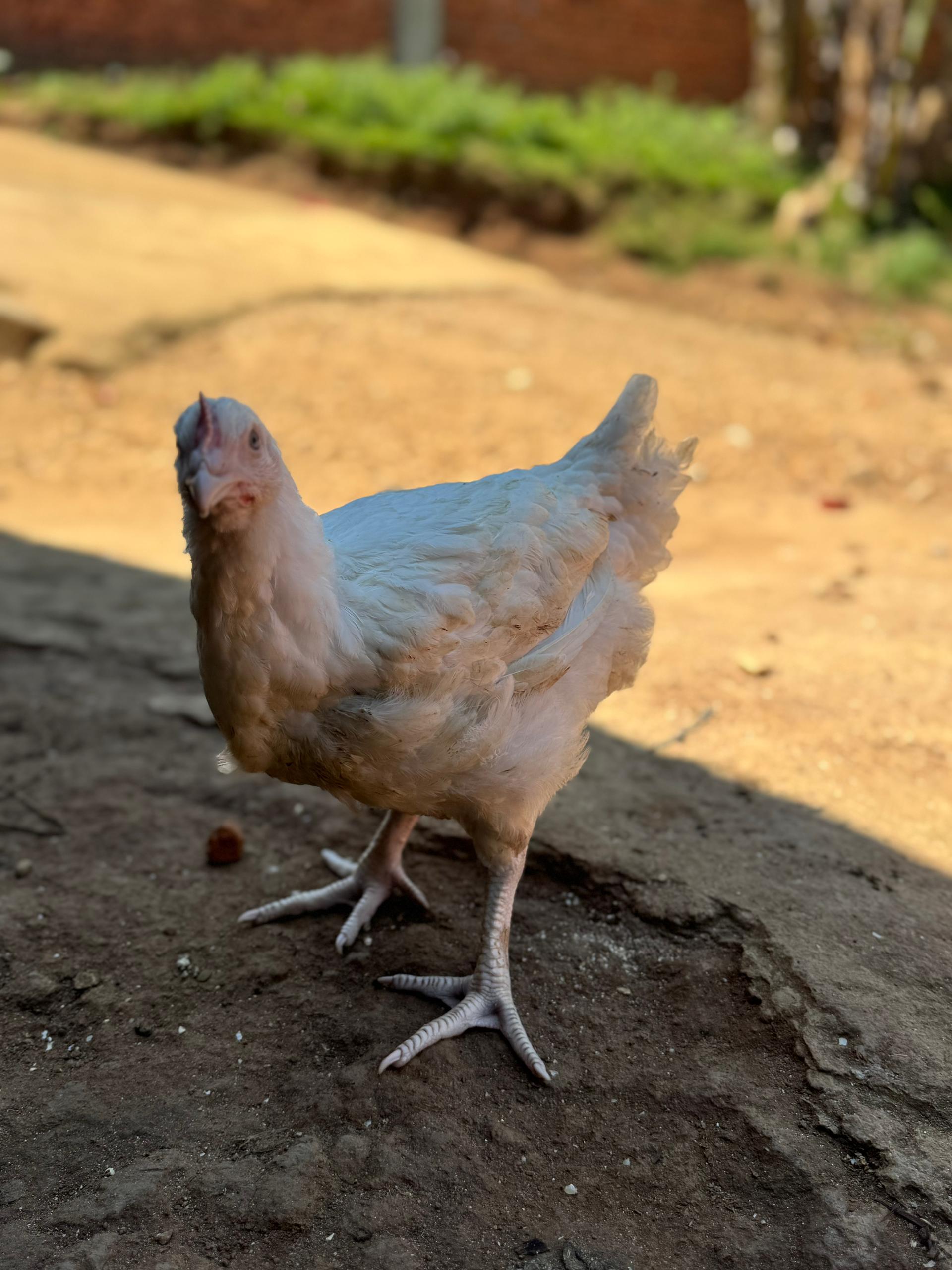 Poulet de chair_2