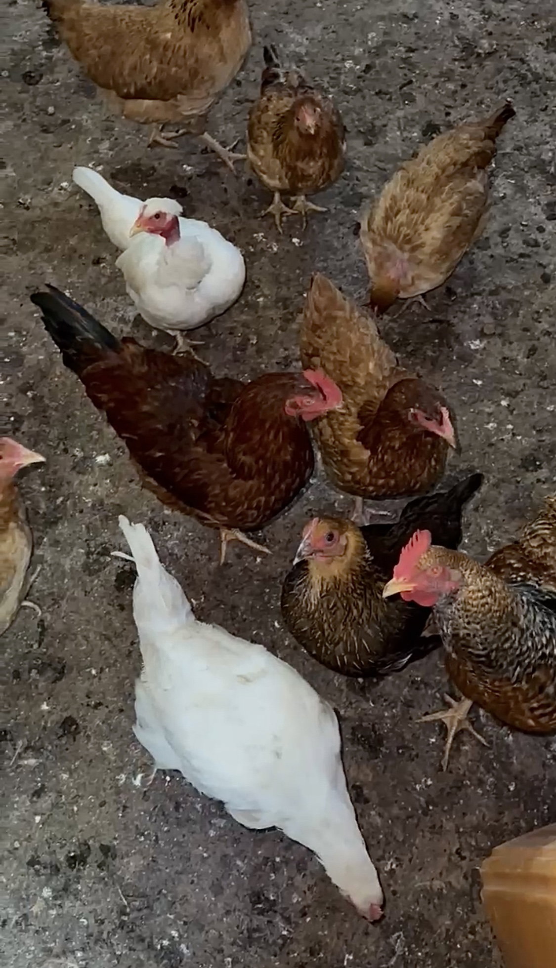 Poules hybrides_1
