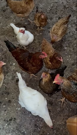 Poules hybrides