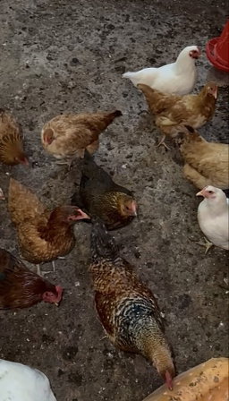 Poules hybrides