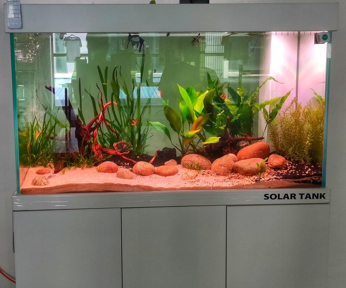 Aquarium Aquascape_6
