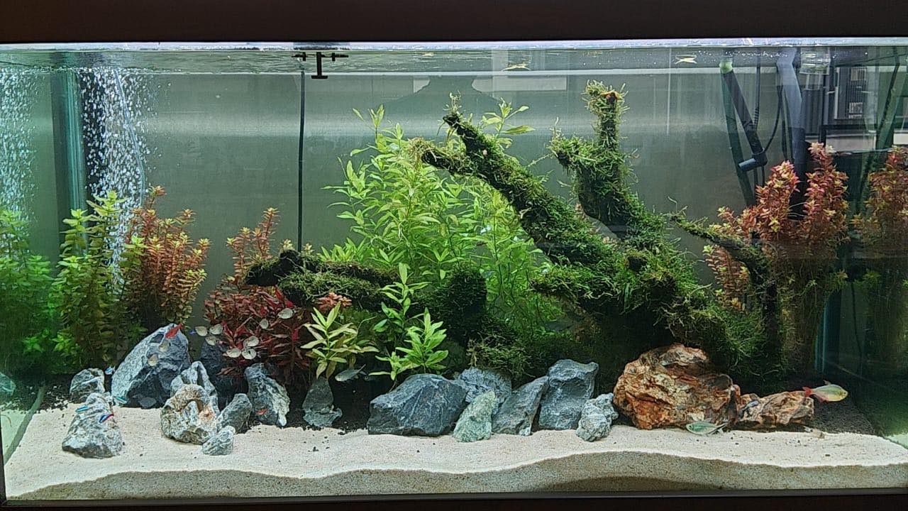 Aquarium Aquascape_7