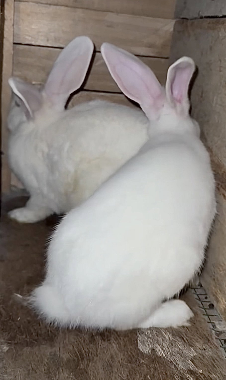 Lapins_2