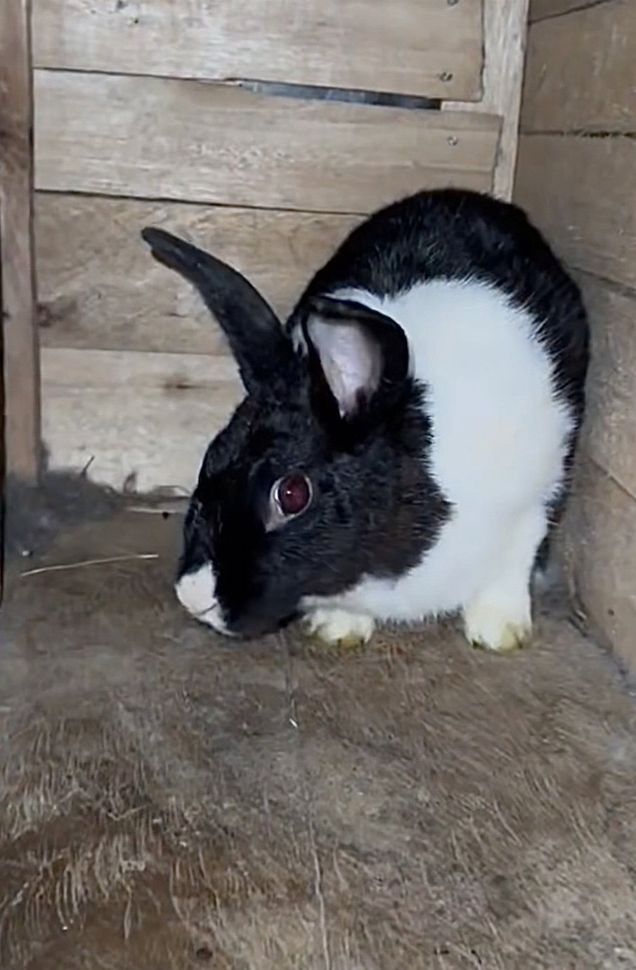 Lapins_0