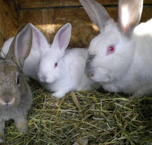 Lapins_1