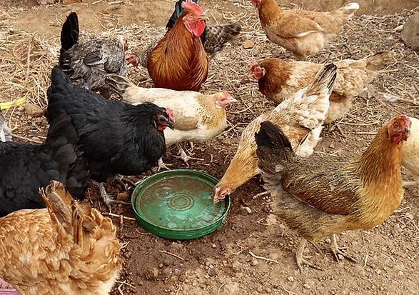 Poules indigènes