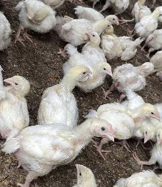 Poussins_1